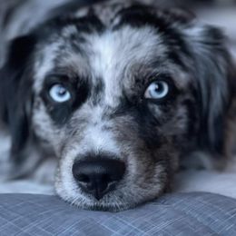 Miniature Australian Shepherds from True Blue Mini Aussies