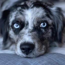 Miniature Australian Shepherds from True Blue Mini Aussies