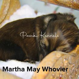 Dachshund Puppies from Pasek Kennels