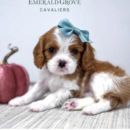 Cavalier King Charles Spaniel Puppies from Emerald Grove Puppies
