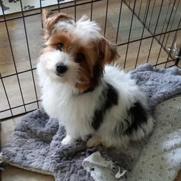 Fully vaccinated Parti Girl ready now - Parti female Yorkshire Terrier puppy in Georgia from Nalley Kennels