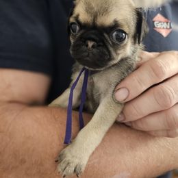Purple - Fawn female Pug puppy in Tallapoosa, Georgia from West Georgia Pugs