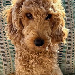 Anna - Goldendoodle