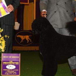 Bernie - Portuguese Water Dog