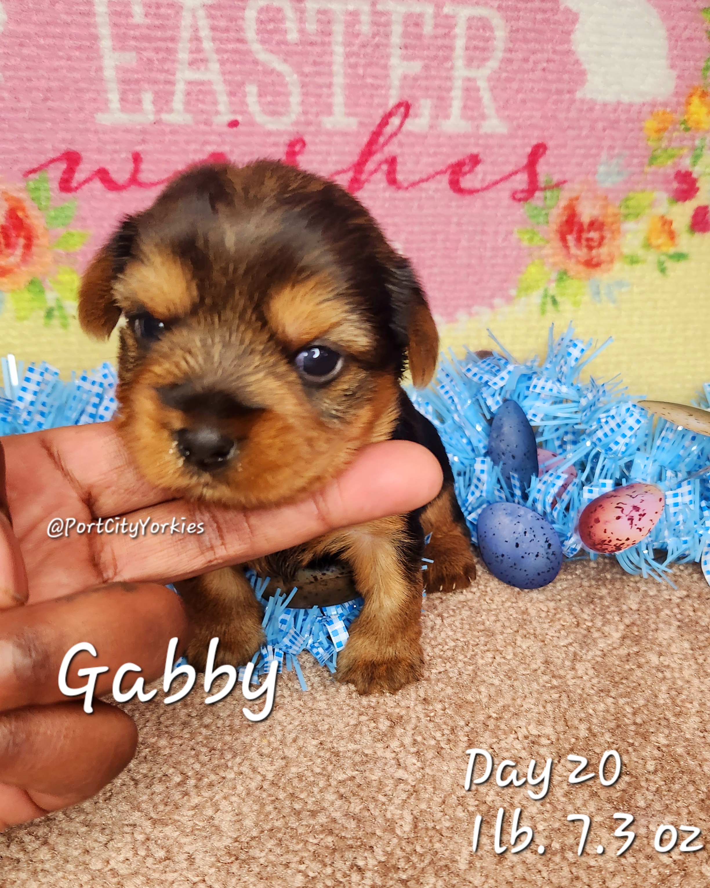 Yorkshire Terrier Puppies from Port City Yorkies LLC