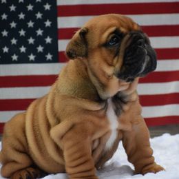Girl 1 - Fallow female Bulldog puppy in Bradleyville, Missouri from HurstBulldogs
