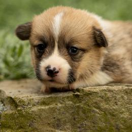 Delta - Red female Pembroke Welsh Corgi puppy in Narvon, Pennsylvania from Corgi Companions