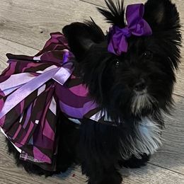 Yorkshire Terriers from A1parti yorkies