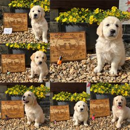 Golden Retriever Puppies from Stud Service