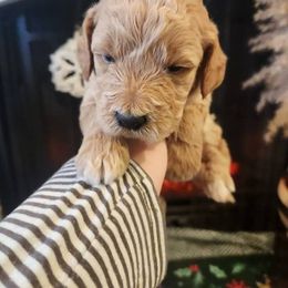 Buddy (the Elf) - Apricot male Goldendoodle puppy in Pennsylvania from Pennsylvanian Puppies