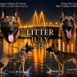Belgian Malinois puppies from De Linus Malinois