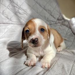 Maple - Piebald female Dachshund puppy in Aiken, South Carolina from State Eight Dachshunds
