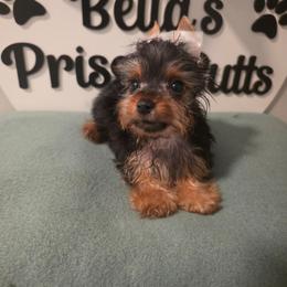 T cup male - Black and tan male Yorkshire Terrier puppy in Clermont, Florida from Bella's Prissy Butts