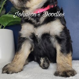Aussiedoodles, Bernedoodles, Goldendoodles, and Sheepadoodles from Johnson's Doodles