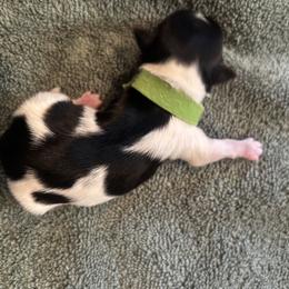 Girl 2 - female Biewer Terrier puppy in Fruitport, Michigan from Nest of Wellbeing