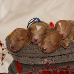 Australian Shepherd, Goldendoodle, and Poodle Puppies from 5AFarms