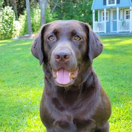 Remy - Labrador Retriever
