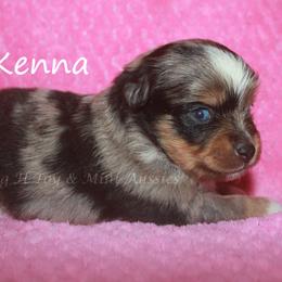 Kenna - Blue merle female Toy Australian Shepherd puppy in Godley, Texas from Flying H Toy and Mini Aussies