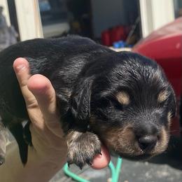 Pepe - Black and tan male Dachshund puppy in Elizabethtown, Kentucky from Teeny Tiny Puppy Tails