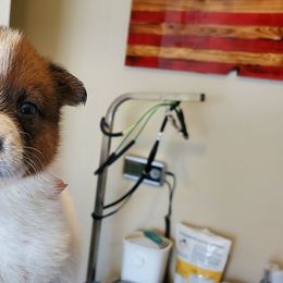 Girl 3 - Red mottled female Australian Cattle Dog puppy in Lenoir, North Carolina from Blue Coyote Ranch