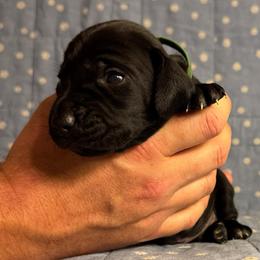 Sam - Black male German Shorthaired Pointer puppy in Edenton, North Carolina from Bockelman GSP’s