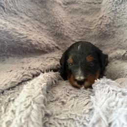 Kale - Tri-color male Bernedoodle puppy in Gilbert, Arizona from San Tan Doodles