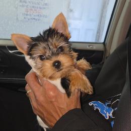 Maltese and Yorkshire Terrier Puppies from TLC Kennels TenderLittleCuties