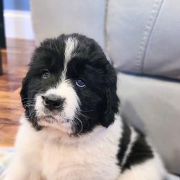 Newfoundland Puppies from Vermillion Newfoundlands