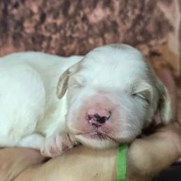 Blizzard- Green Collar - Parti male Goldendoodle puppy in Eugene, Oregon from Oregon's Legendary Goldendoodles