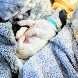 Havapoo Puppies from BAK Home Pups