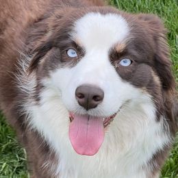 Merida - Australian Shepherd