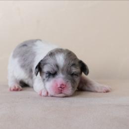 Dakota - Merle female Cavapoo puppy in Tucson, Arizona from Ever After Doodles Arizona
