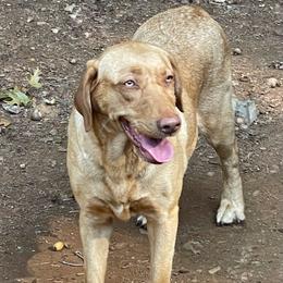 Lily - Labrador Retriever