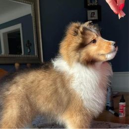 Shetland Sheepdog Puppies from Leigh Hi Shelties