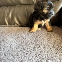 Sunny - Black female Poodle puppy in Pueblo West, Colorado from Little Paws Poodles