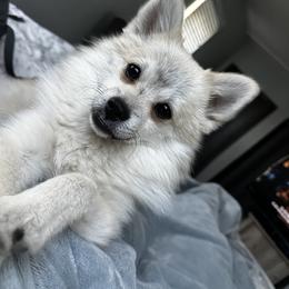 Pomsky All Grown Up from Kacy Dunckhorst