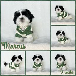 Luka now (Marcus) - Black and white male Shih Tzu puppy in Yelm, Washington from Lala's All Star Shih Tzu