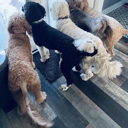 Goldendoodle All Grown Up from Doodles by Piper