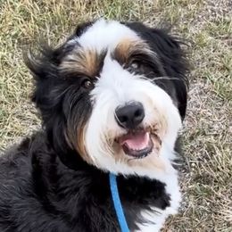 Raya - Bernedoodle