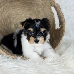 Tucker 3,250 - Black tan and white male Biewer Terrier puppy in Liberty, Texas from Tiny Yorkshire pups