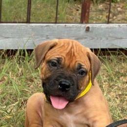 Sky - Stunning Fawn Female - Fawn female Boerboel puppy in Mansfield, Texas from Dynasty Blue Ridge Boerboel