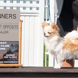 Lexi - Chihuahua
