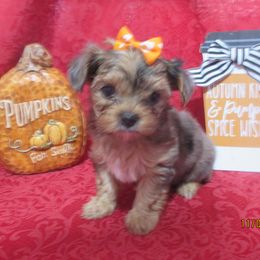 Yorkshire Terrier Puppies from Grandma's Yorkie Cottage