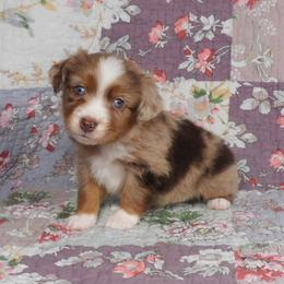 Fire - Red merle male Toy Australian Shepherd puppy in Okeana, Ohio from Fetching Toy Aussies