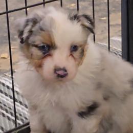 Quinn - Blue merle female Australian Shepherd puppy in Divide, Colorado from Outlaw Farm and Kennel