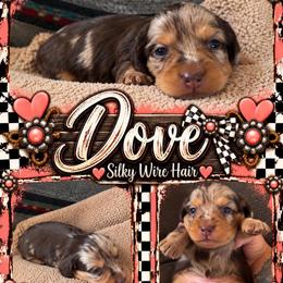 Dove- SILKY WIREHAIR - Dapple female Dachshund puppy in Duncan, Arizona from Bootheel Doxies & Poms