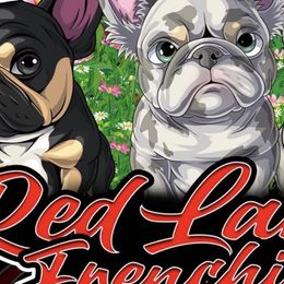 French Bulldogs from Red Label Frenchies