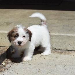 Reilly Boy - White and tan male Russell Terrier puppy in Middletown, Virginia from DBF Russell Terriers