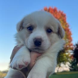 Albert - Red and white male Cardigan Welsh Corgi puppy in Pilot, Virginia from Castle KC  (Katie's Corgis)  - VKM Farmstead