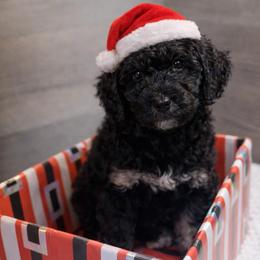 Turkey - Phantom male Goldendoodle puppy in Everett, Washington from Pawlydoodles